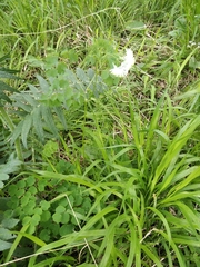 Thalictrum aquilegiifolium