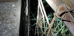 Kaloula borealis