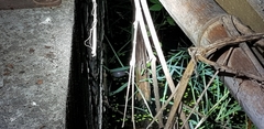Kaloula borealis