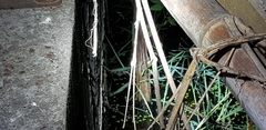 Kaloula borealis
