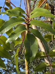 Polyscias hawaiensis