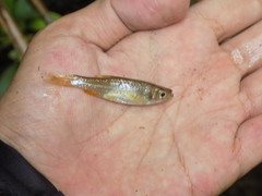 Rasbora