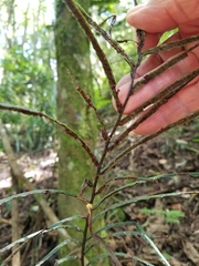 Blechnum cordatum