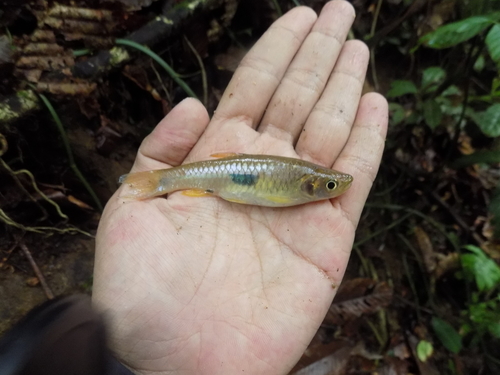 Clown rasbora (Rasbora kalochroma) — Cyprinidae — 2
