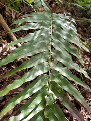 Blechnum cordatum