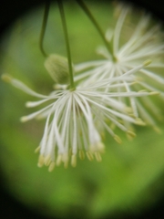 Thalictrum aquilegiifolium