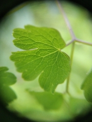 Thalictrum aquilegiifolium