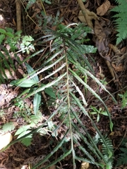 Blechnum cordatum
