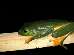 Agalychnis moreletii