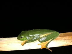Agalychnis moreletii