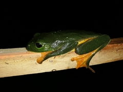 Agalychnis moreletii