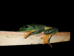 Agalychnis moreletii