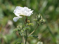 Argemone albiflora texana