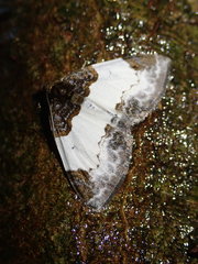 Mesoleuca albicillata