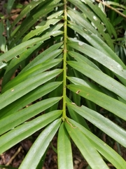 Podocarpus oleifolius