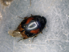 Sphaeridium scarabaeoides