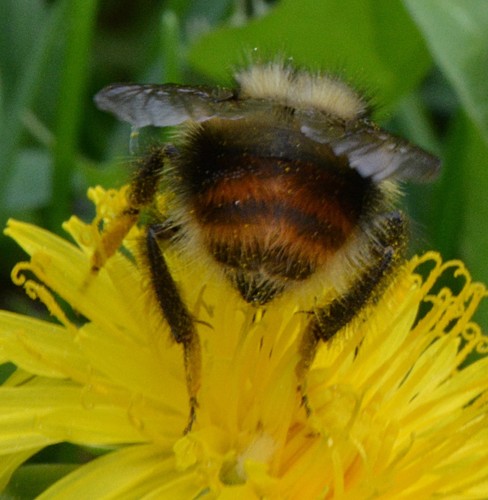 Fuzzy-Horned Bumble Bee