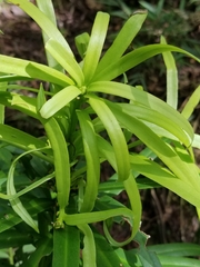 Podocarpus oleifolius