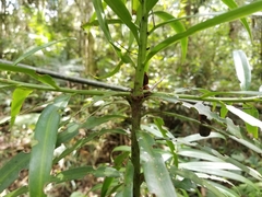 Podocarpus oleifolius
