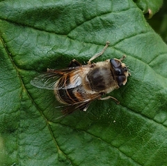 Eristalis tenax