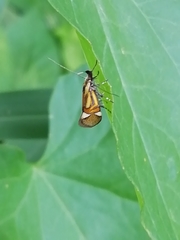 Alabonia staintoniella