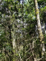 Podocarpus oleifolius