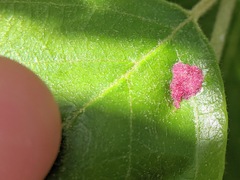 Acalitus longisetosus