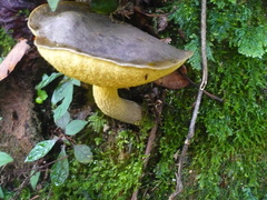 Retiboletus flavoniger