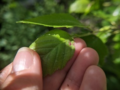 Acalitus longisetosus