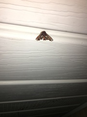 Eutelia pulcherrimus