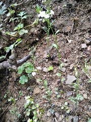 Arabidopsis arenosa