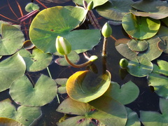 Nymphaea odorata odorata