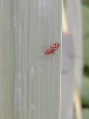 Manica