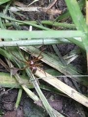 Philodromus marxi