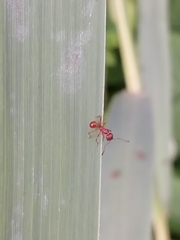 Manica