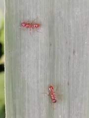 Manica