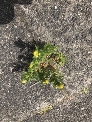 Matricaria discoidea