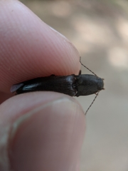 Acteniceromorphus spinosus