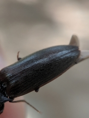 Acteniceromorphus spinosus