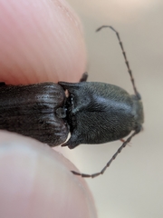 Acteniceromorphus spinosus