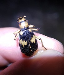 Pheropsophus javanus