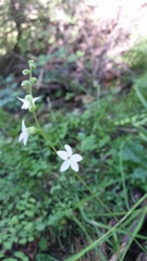 Lithophragma bolanderi