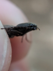 Acteniceromorphus spinosus