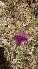 Clarkia purpurea