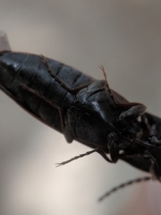 Acteniceromorphus spinosus