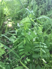 Vicia hirsuta