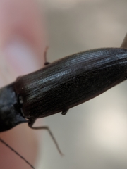 Acteniceromorphus spinosus