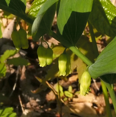 Polygonatum