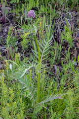 Valeriana alternifolia