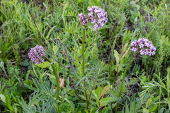 Valeriana alternifolia